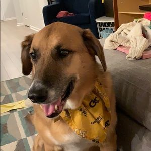 Meet your Posher, Lizzie